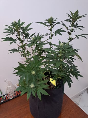 Yeti's Perpetual — vegetative, day 91