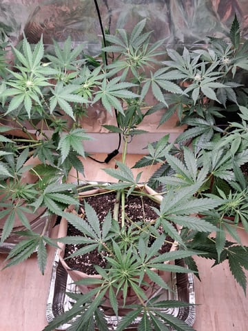 Gugugaga — flower, day 43