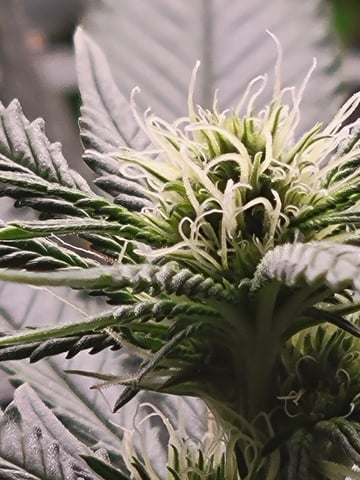 clones — flower, day 61