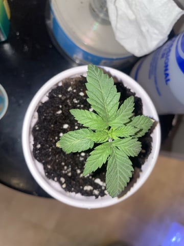 Banana Blaze 