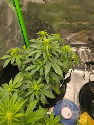 first grow — flower, day 32