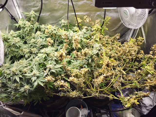 Kushberry Moonrocks — flower, day 107