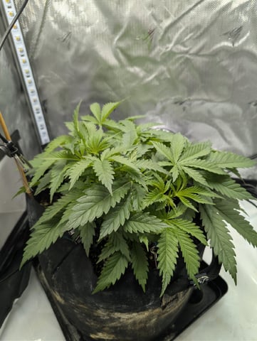 Cinderella 99 — vegetative, day 37