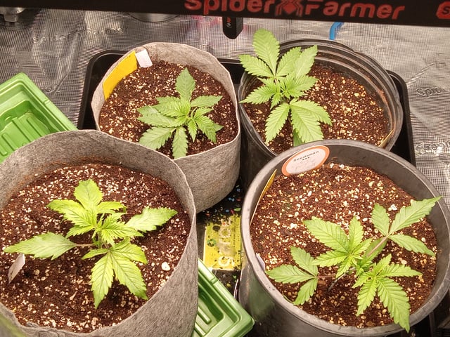 critical purple kush x peyote wifi  in the auto pot system tray 2 grow with added microhazian to the coco coir  — vegetative, day 19