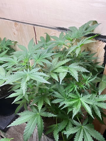 Auto variety  — flower, day 43