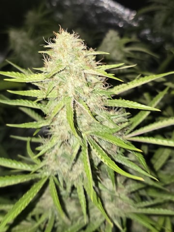 3rd Auto Grow — flower, day 89