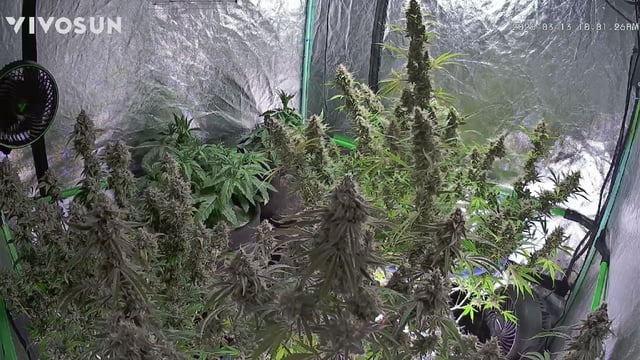 Perpetual Autoflower Mixed Grow #3 — flower, day 81
