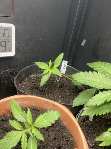 CMA  — vegetative, day 15