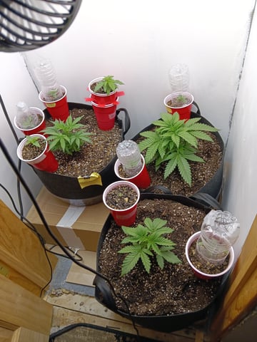 Indoor Closet Grow — vegetative, day 37