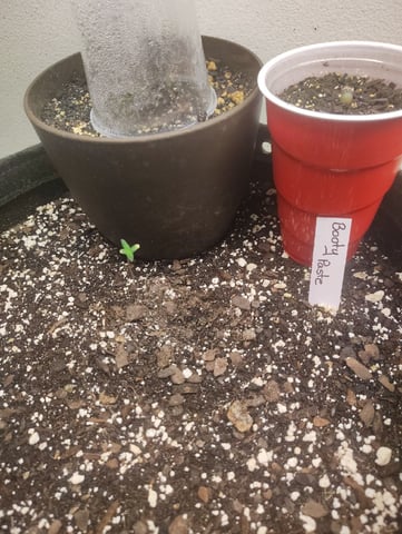 Beans For Days run — seedling_rooting, day 6