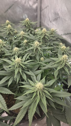 Original 1990 genetics  — flower, day 90