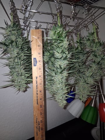 Seedman mix auto & seedman mix auto & GodFather OG — harvest, day 90