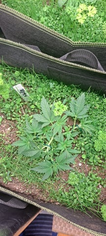 First Grow with the new setup  — vegetative, day 26