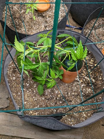 October Start — vegetative, day 47