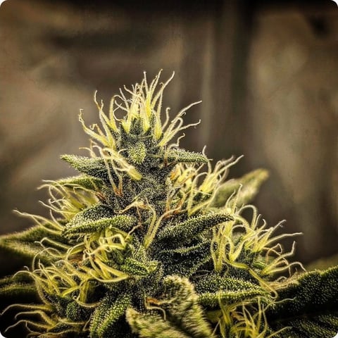 Dwc & Soil Run.  — flower, day 84