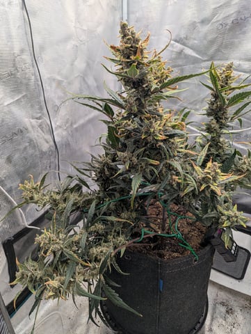 Fastbudz Payaya Cookies