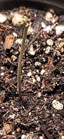 Poison Rainbows — seedling_rooting, day 7