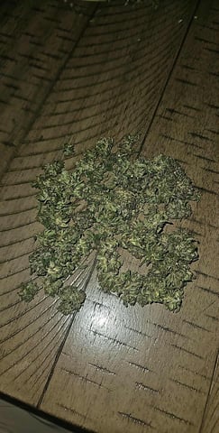 Mango Runtz — harvest, day 88