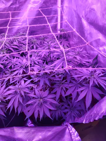 3 in flower — vegetative, day 24