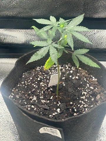 Beginner — vegetative, day 1