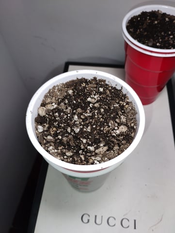 Joker Auto Flower — germination, day 2
