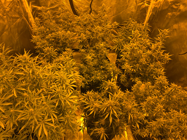 2nd Autoflower Indoor Grow — flower, day 67