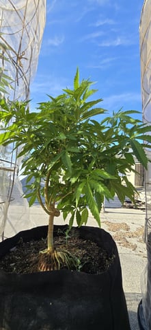 CzechsMex 2.0 — vegetative, day 178