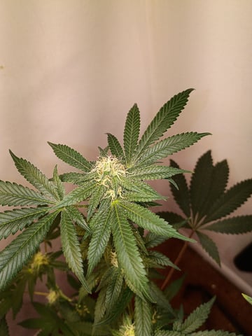 Poor Ivory — flower, day 136