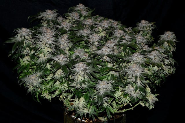 blackberry marshmallows 