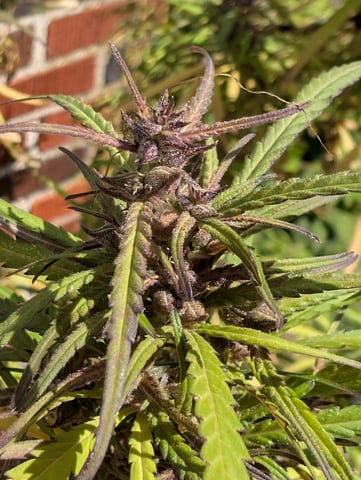 outdoor — flower, day 164