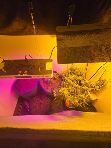 high octane x holy grail  — auto, day 29