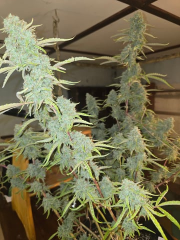 First Autoflower Indoor — flower, day 38