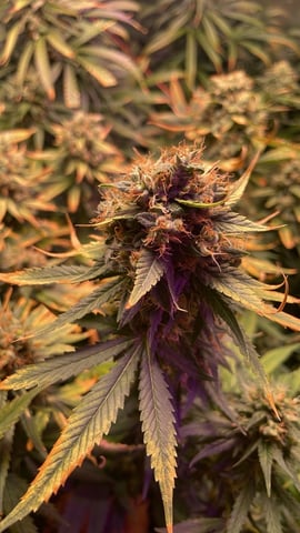 Skunk #11 + Skywalker Haze