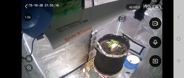 I'll get it right — vegetative, day 24