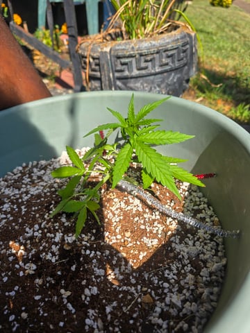 Green Gelato Auto — vegetative, day 21