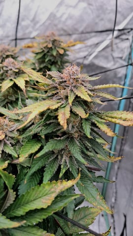 Blackberry Kush — flower, day 127