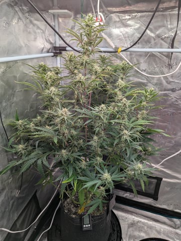 Control Plant — flower, day 82