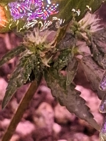 First Lagit Grow — vegetative, day 27