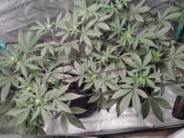 LSD Auto — flower, day 20