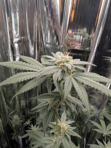 B E A utiful  — flower, day 107