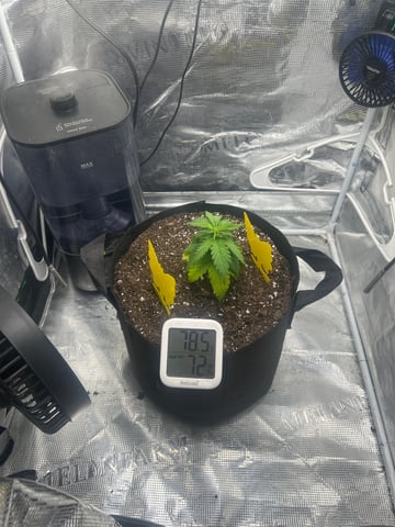 2nd Run — vegetative, day 24