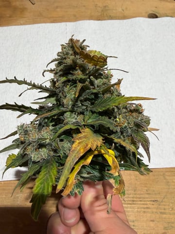 510 First Run! — harvest, day 93
