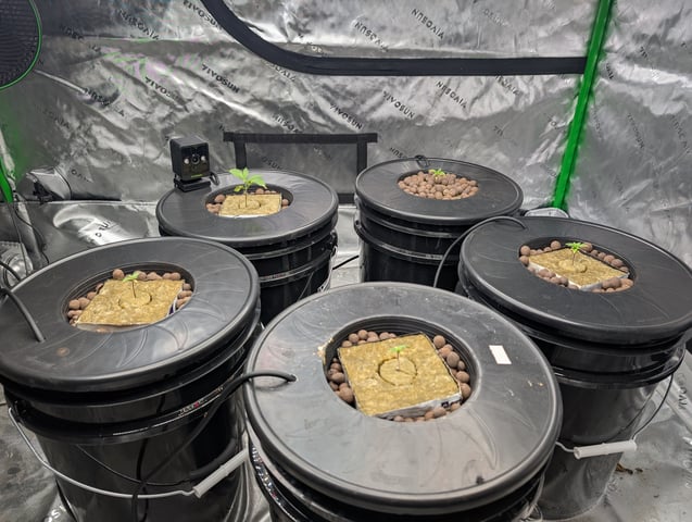 Acapulco Gold  — seedling_rooting, day 21