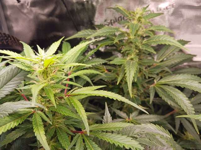 9lbhammer feminized  — flower, day 67