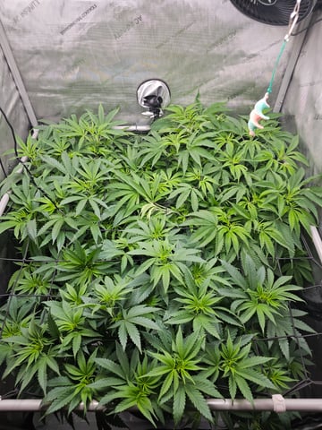 ethos genetics  — flower, day 58