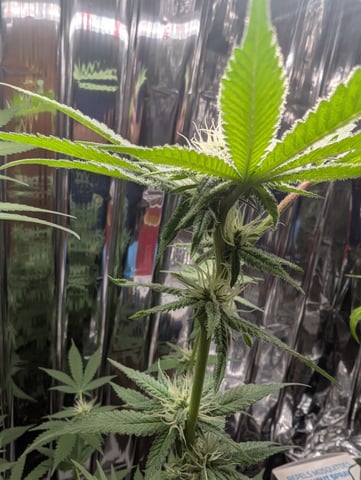 B E A utiful  — flower, day 82