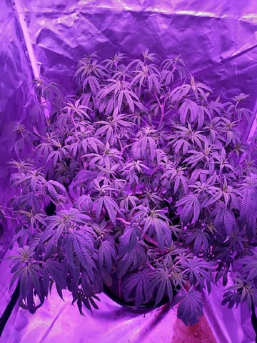 Purple Plum Perfect 💜 & 2 Grape Runtz 🍇 Mainlining garden.  — vegetative, day 150