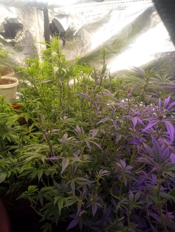  auto mixed pack indoor attempt #1 — flower, day 62