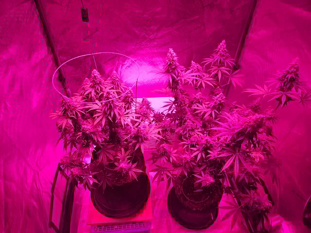 BLACKCHERRY SHERB — flower, day 84