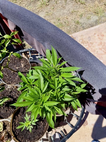 Sour Glue